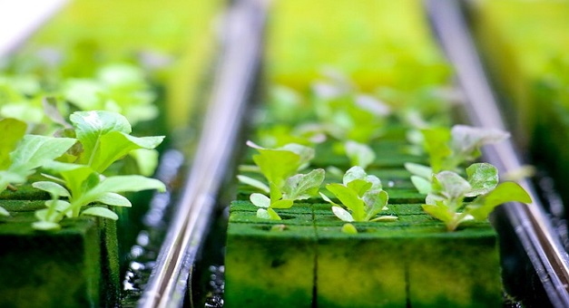 Are Hydroponic Herb Gardens Worth it USA 2023?